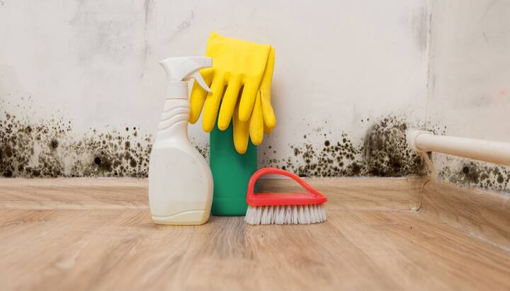 Know About Mold Removal In Overland Park